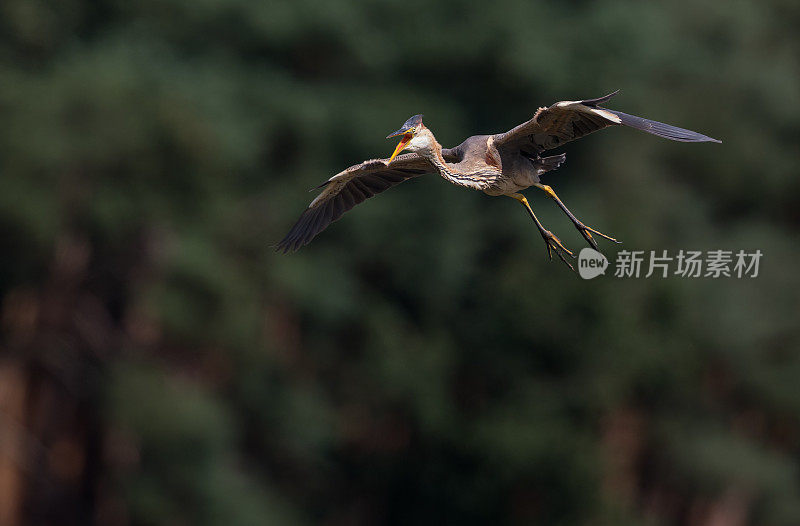 飞天紫鹭(Ardea purpurea)